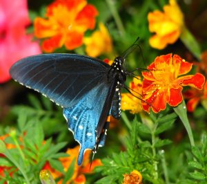 borboleta-azul_flores-laranjas