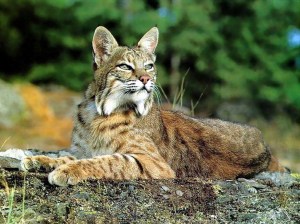 lince