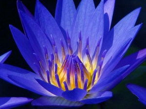 flor de lotus azul