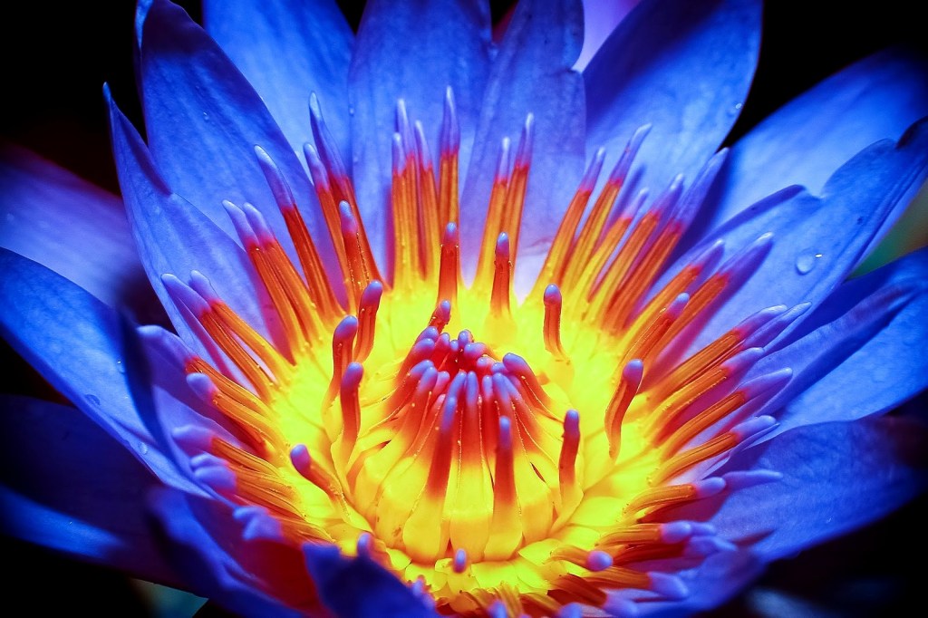 flor-de-lotus-azul-iv