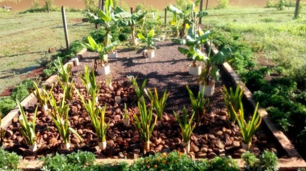 Sistema tratamento de esgotos_tanque de raizes