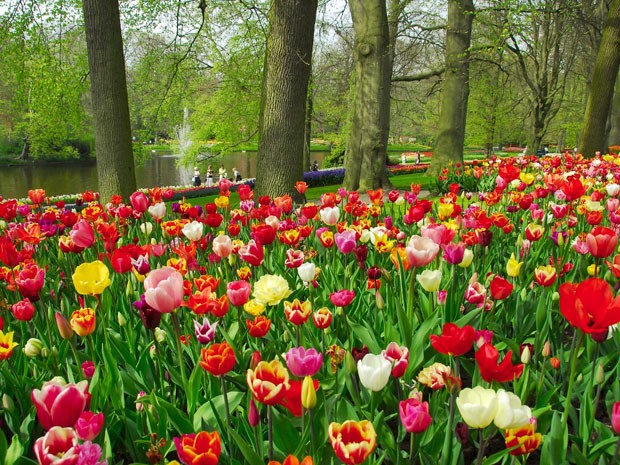 tulipas_primavera